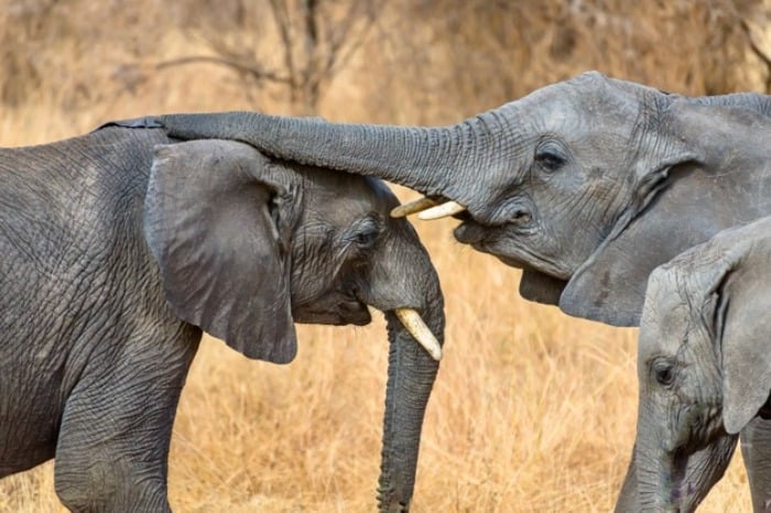 حرکت خرطوم فیل ها