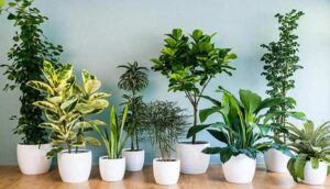 گیاهان تصفیه کننده هوا – 25 گیاه جادویی برای پاکسازی محیط