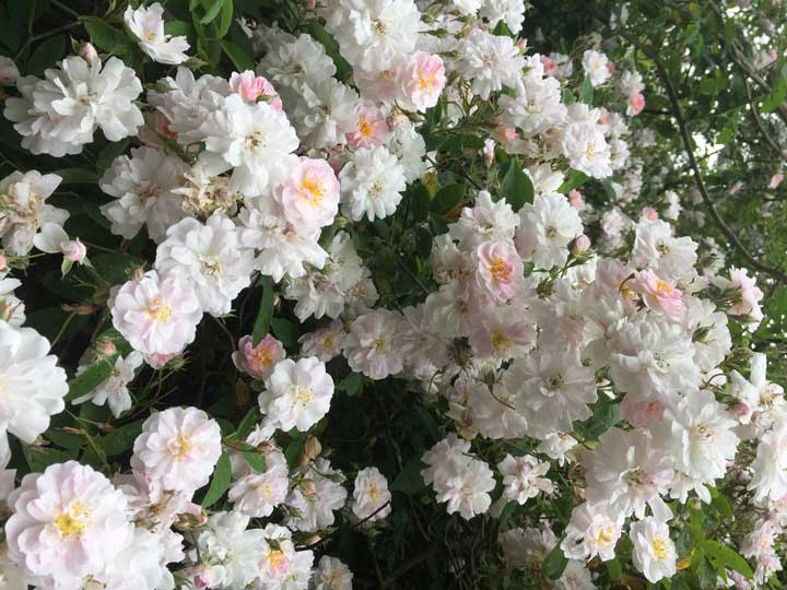 گل رونده رز هیمالیا - انواع گل رونده
