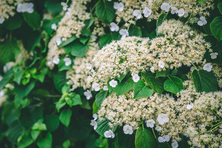 گل رونده ـ گل ادریسی با گلبرگ های سفید - انواع گل رونده
