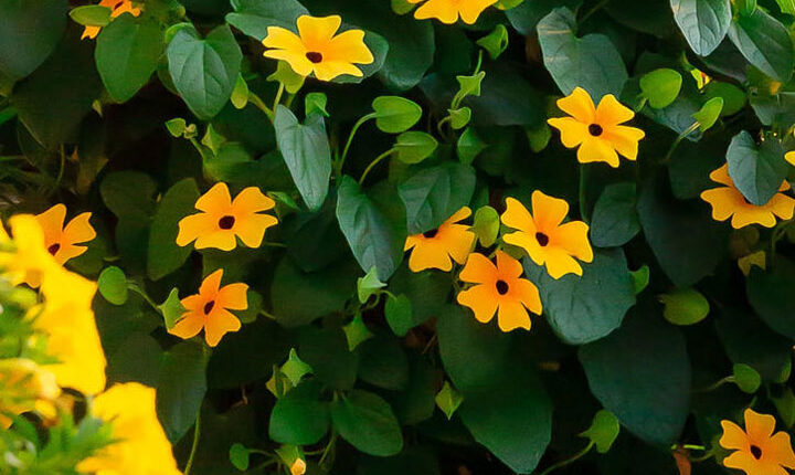 گل رونده سوسن سیاه چشم - انواع گل رونده