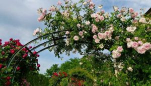 انواع گل رونده باغچه‌ای و آپارتمانی؛ معرفی ۲۰ گل مخصوص باغچه و منزل