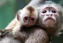 بیماری آبله میمونی چیست؟ - درمانکده
