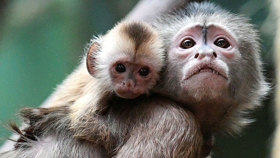 بیماری آبله میمونی چیست؟ - درمانکده