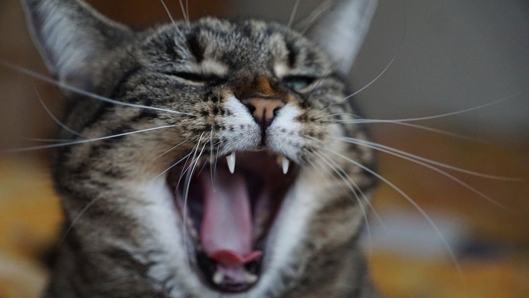 از سندروم فریاد گربه چه می دانید؟