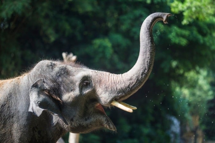 عکس خرطوم فیل